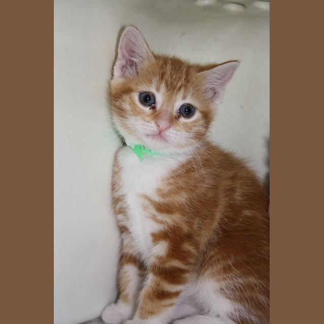Photo of Daisy 