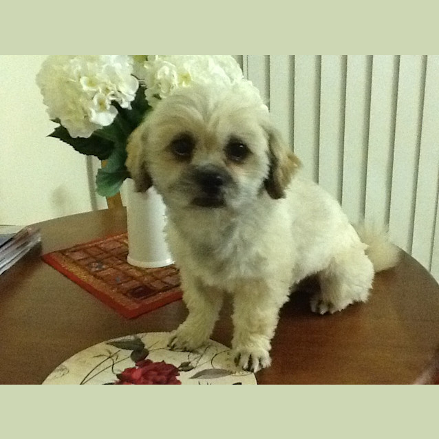 Photo of Bailey (2) (On Trial 5/11/12)