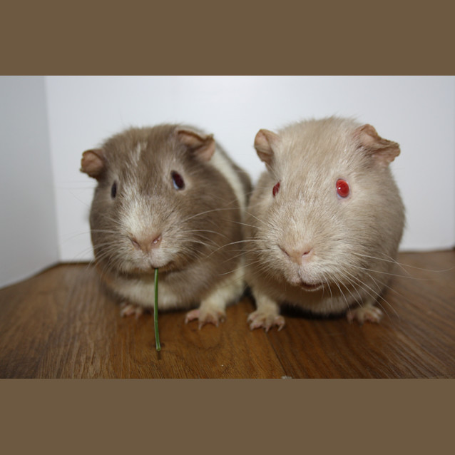 Photo of Dusty & Rusty (Brothers) 