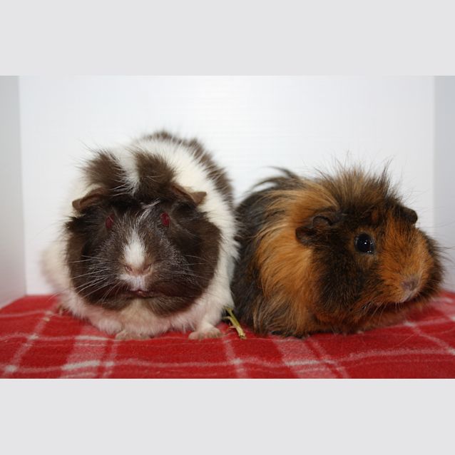 Photo of Muffin & Coco