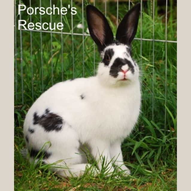 Photo of Frankie   Desexed And Vaccinated