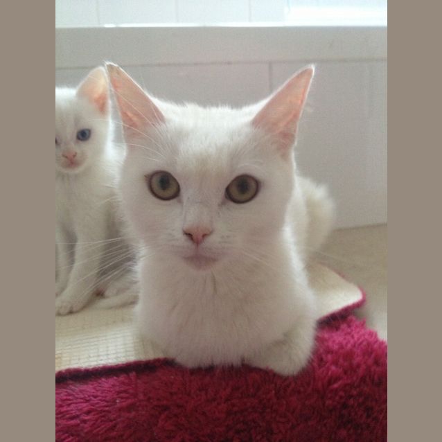 Photo of Lola Belle
