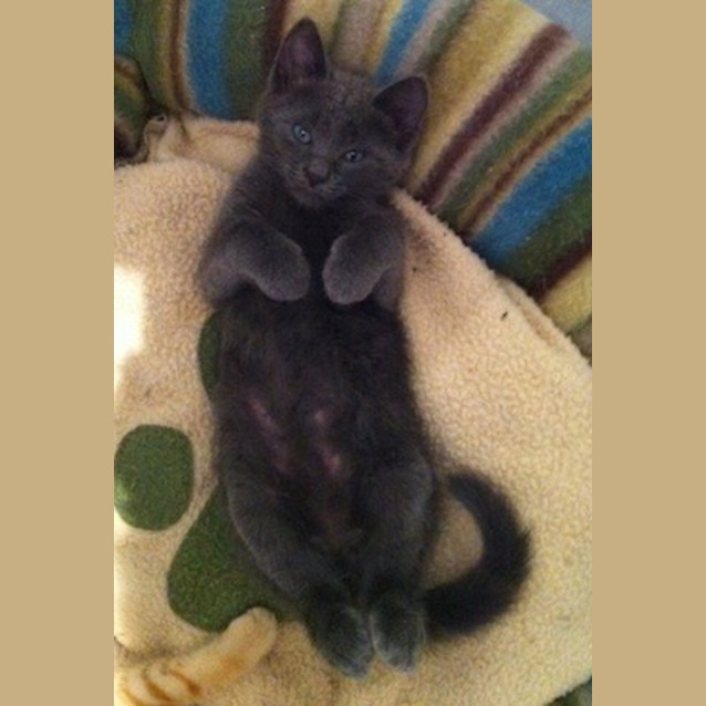 Photo of Xavier (C1940) 