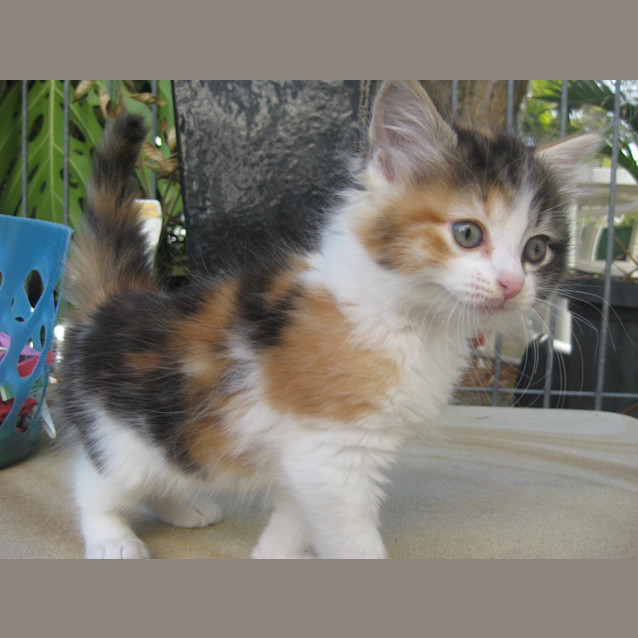 Photo of Nala