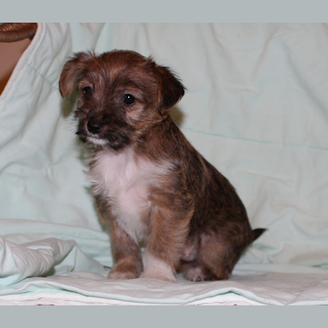 Photo of Smudge
