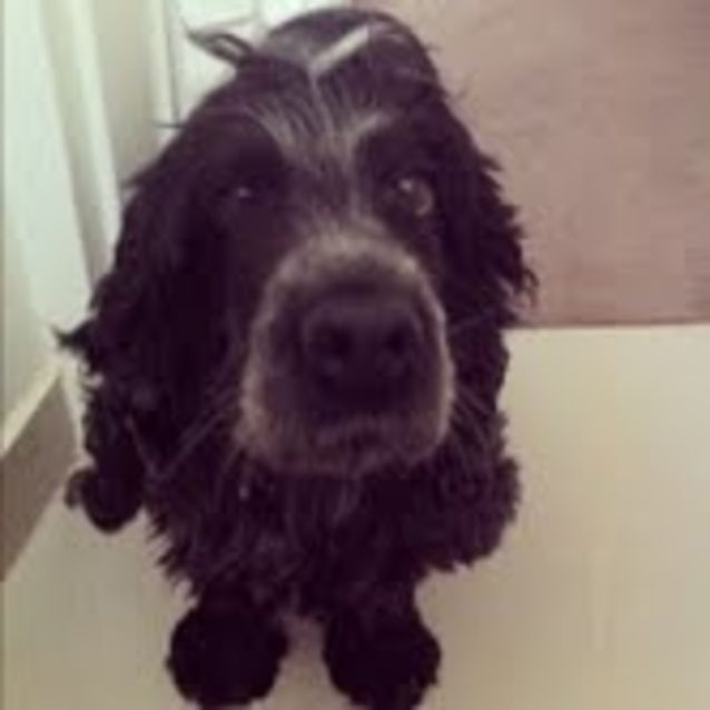 Photo of Robyn ... Shy But Loving Cocker Spaniel Girl
