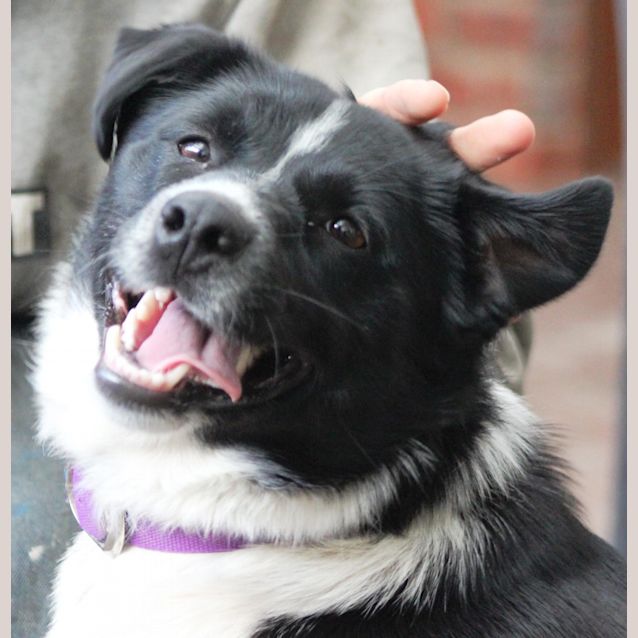 Photo of Buster