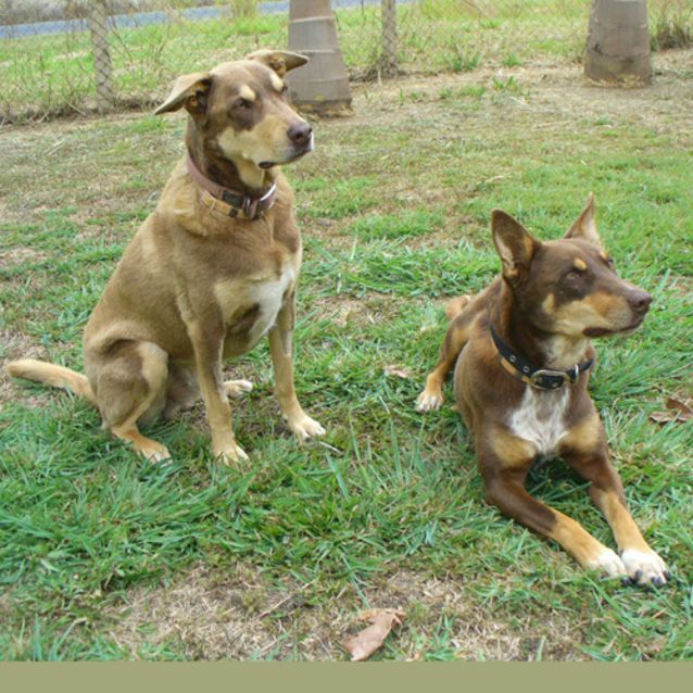 Photo of Gypsy