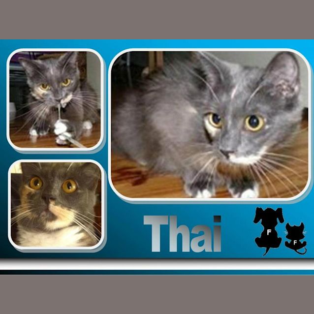 Photo of Thai