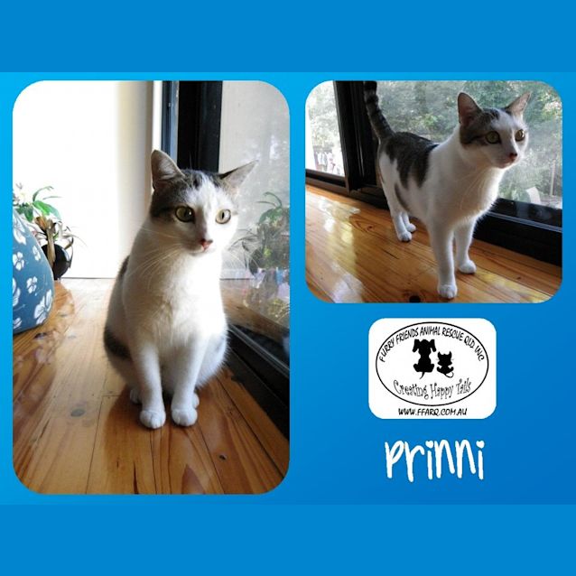 Photo of Prinni