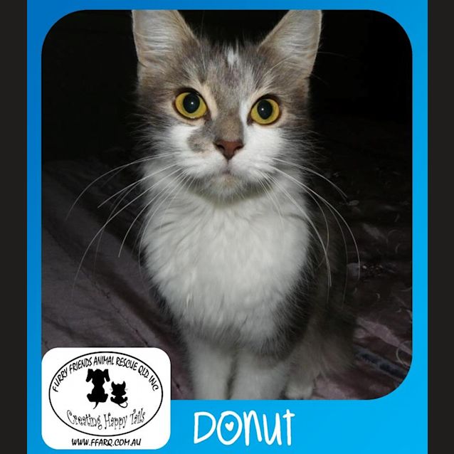 Photo of Donut