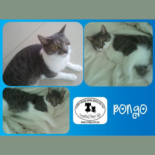 Photo of Bongo