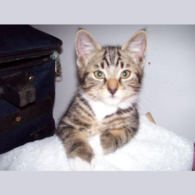 Photo of Harry (Pets Domain)