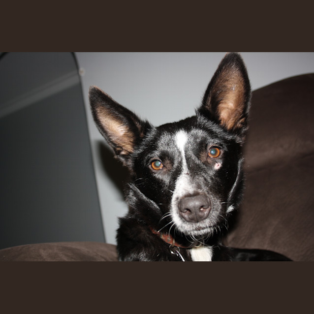 Photo of Tessa   Loves Cuddles Alot!