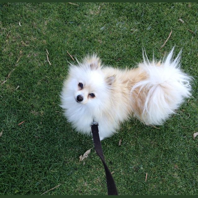 Photo of Kobi**On Adoption Trial**