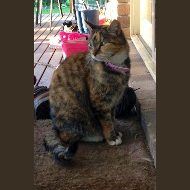 Photo of Penny Puss