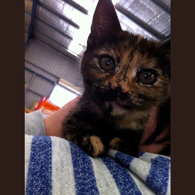 Photo of Female Tortise Shell Kitten
