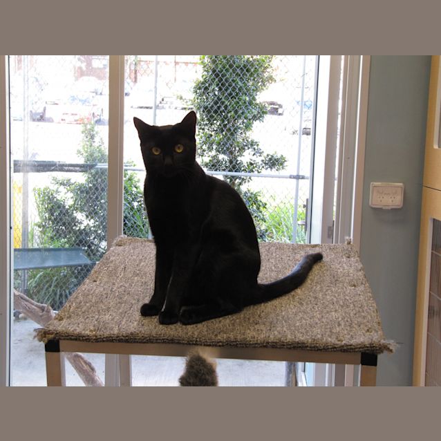 Photo of Milo