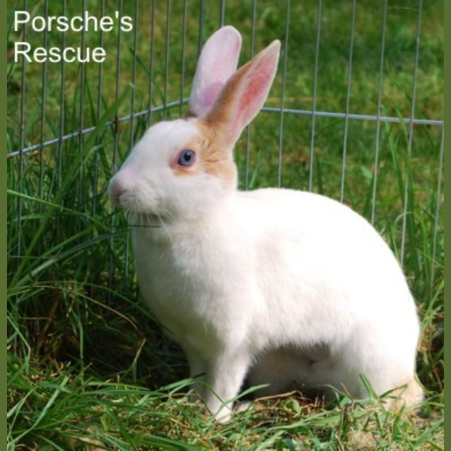 Photo of Anita   Desexed And Vaccinated