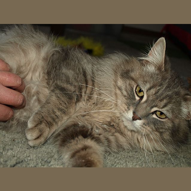 Photo of Optimus