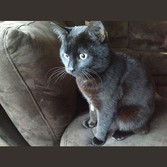 Photo of Casper