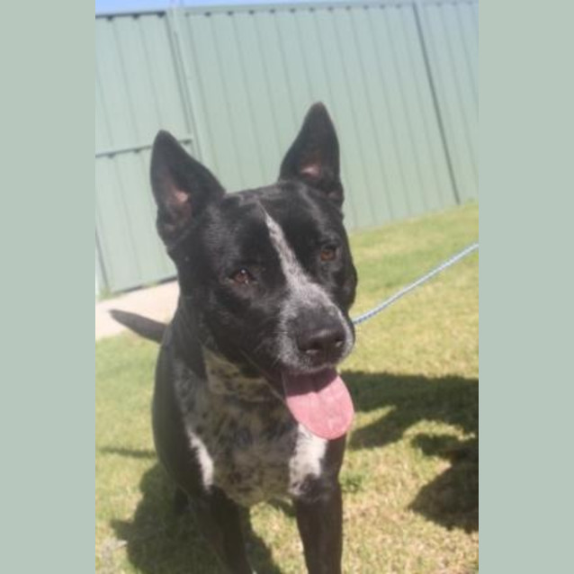Photo of Thumpa   Great With Kids! Foster Or Adopt