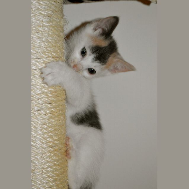 Photo of Evie *Ready To Go Around The 19th Nov*