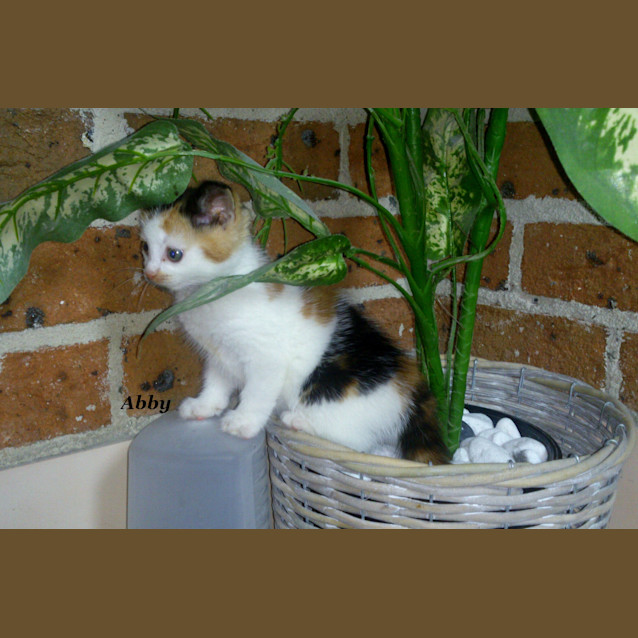 Photo of Abby