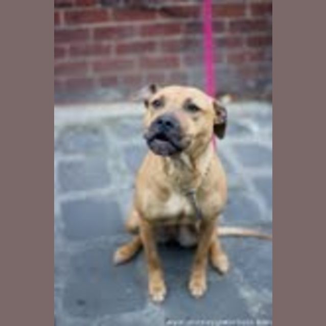 Photo of Zoe....Dog/Cat Friendly Amstaff