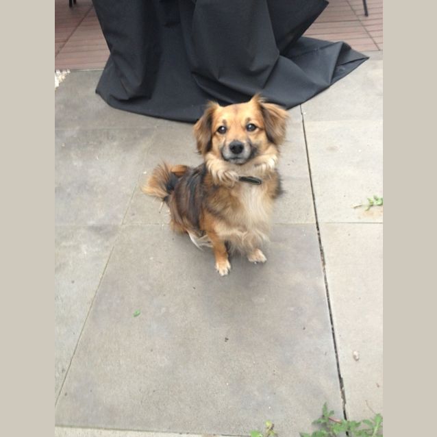 Photo of Brodie Pom X