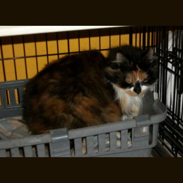 Photo of Glamour Puss