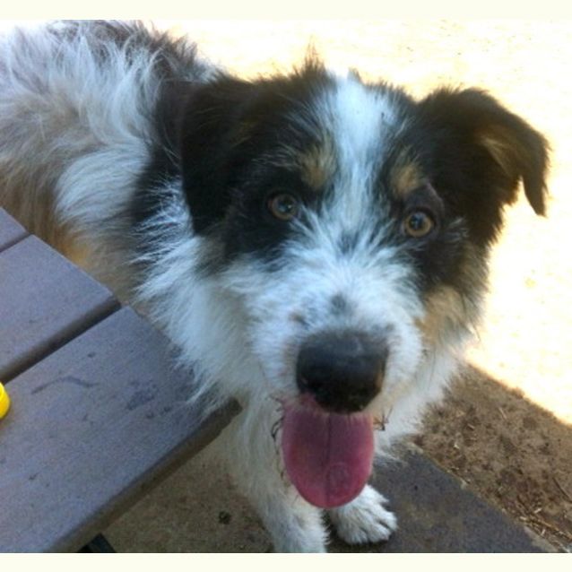 Photo of Shep (Adoption Pending)