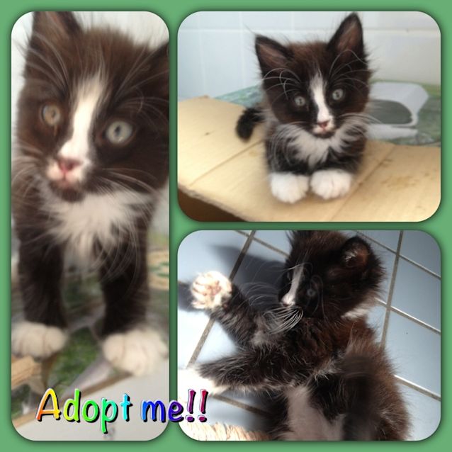 Photo of Moggy