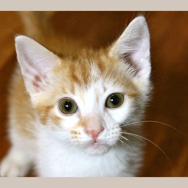 Photo of Pip (Foster Carer Needed)