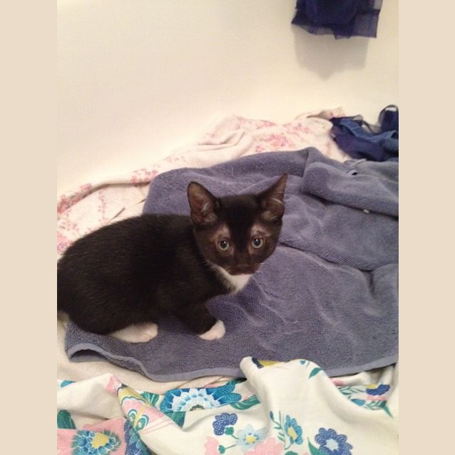 Photo of Whiskas