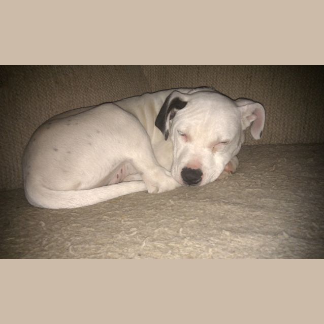 Photo of Buster