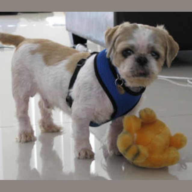 Photo of Tigger