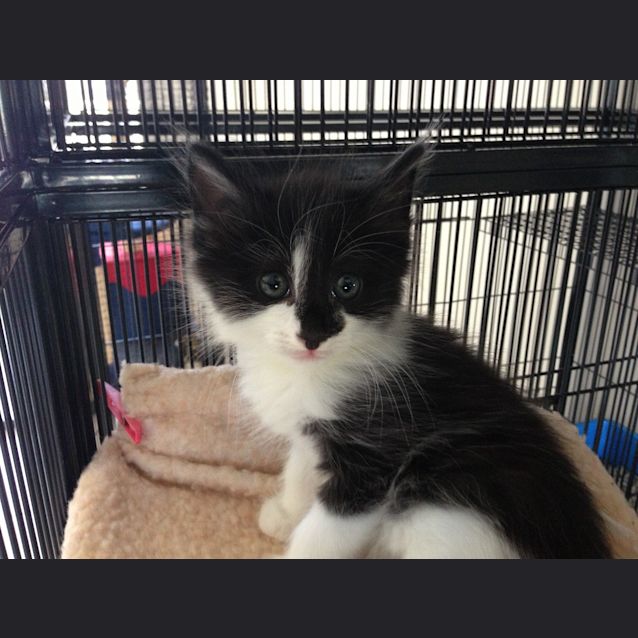 Photo of Eric (Adoption Pending)