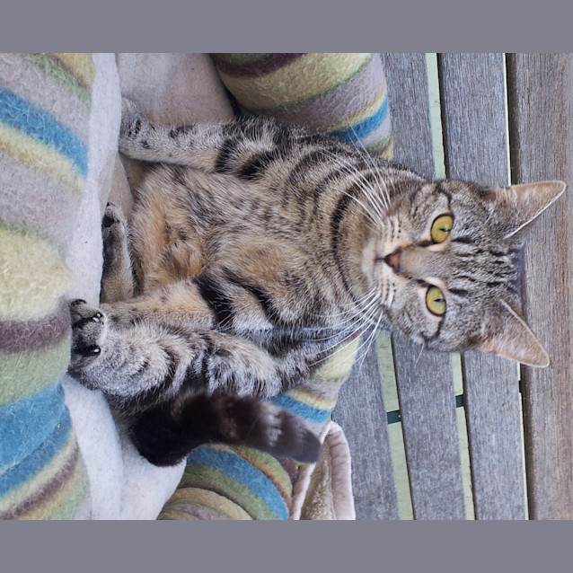 Photo of Jenny   On Trial Adoption 30/01/13  : )