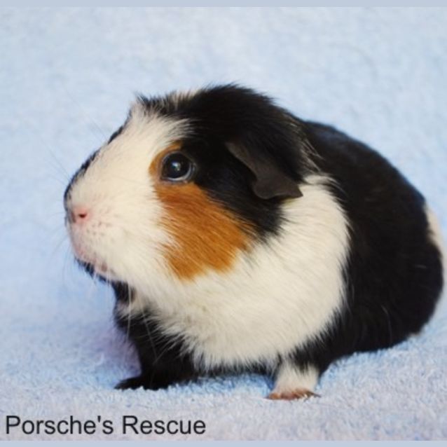 Photo of Fibbles (Desexed) And Pickles (Desexed)