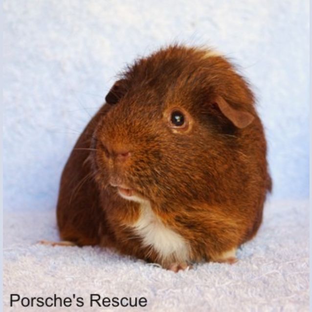 Photo of Fibbles (Desexed) And Pickles (Desexed)