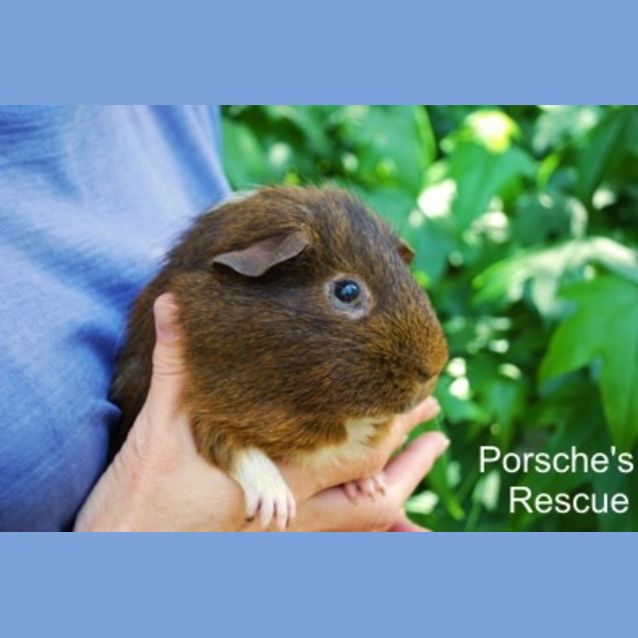 Photo of Pickles (Desexed) And Fibbles (Desexed)