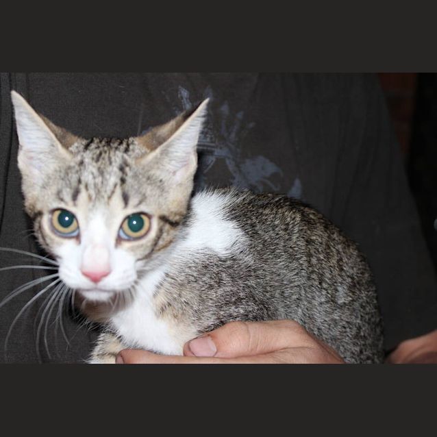 Photo of Snickers "Special December Adoption Price"