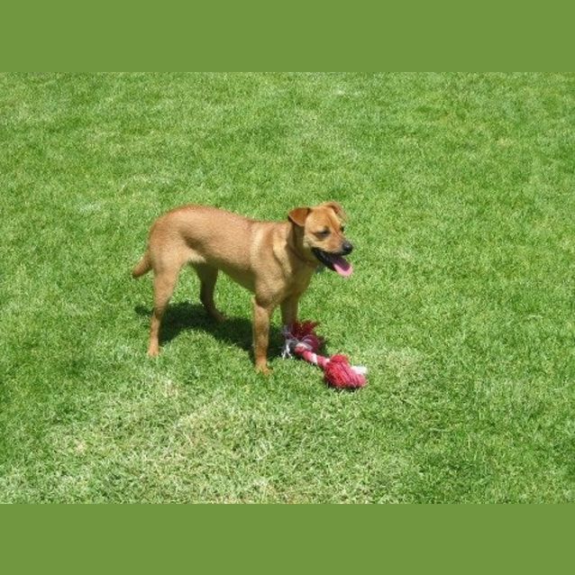 Photo of Ruby