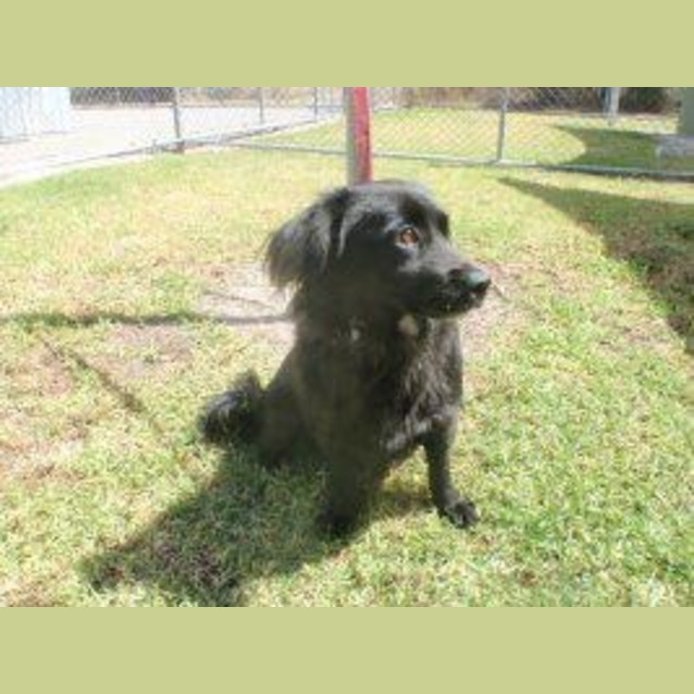 Photo of Shadow   As Cute As They Come! *On Trial*