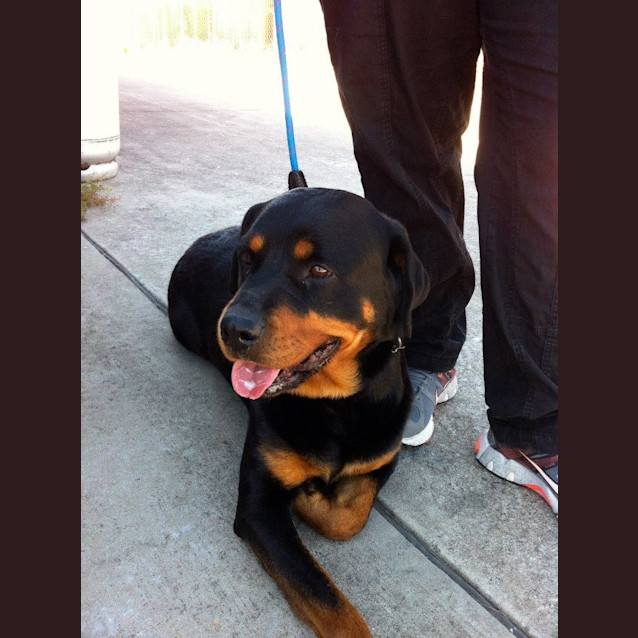 Photo of Misty The Rotti