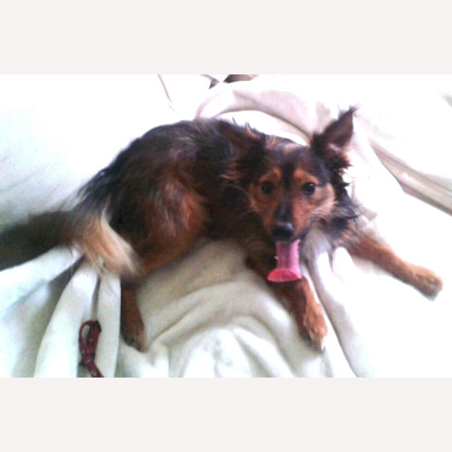 Photo of Bundy (Adopted 1/2013)