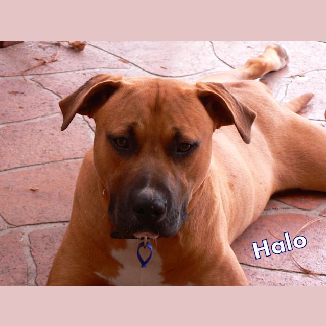 Photo of Halo (On Trial 8/1/13)