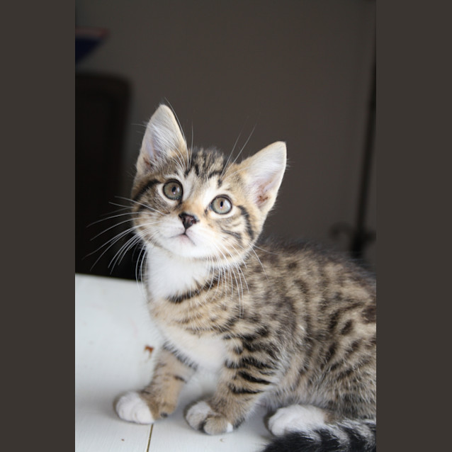 Photo of Topaz