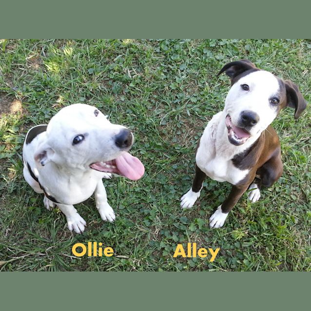 Photo of Ollie The Cow~Dog (On Trial 26/12/12)